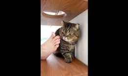 猫咪短视频下载,短视频带你领略猫咪魅力瞬间